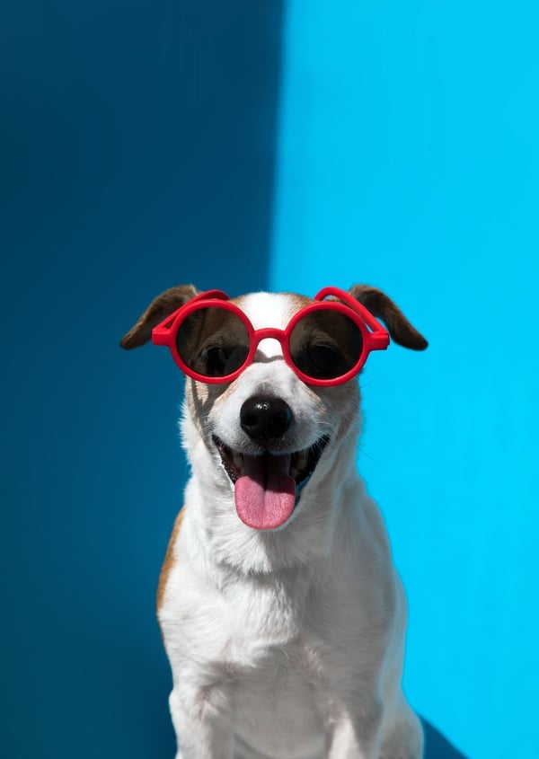Perro sonriente usando lentes de sol rojos sobre un fondo azul brillante.