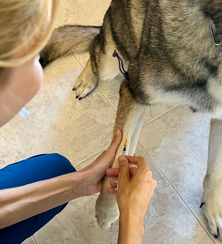 analísis veterinaria a domicilio