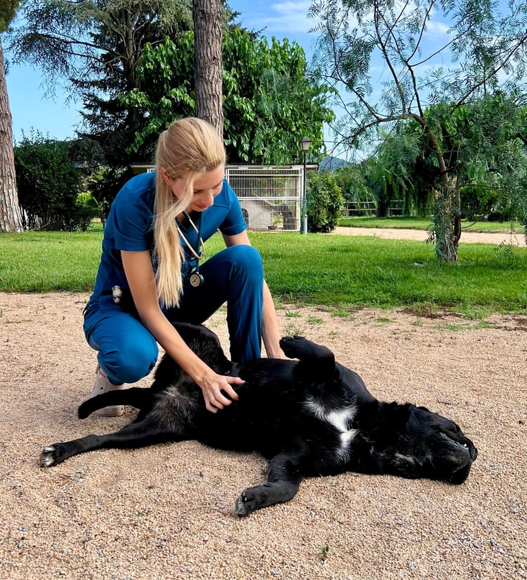 visita veterinaria a perro a domicilio