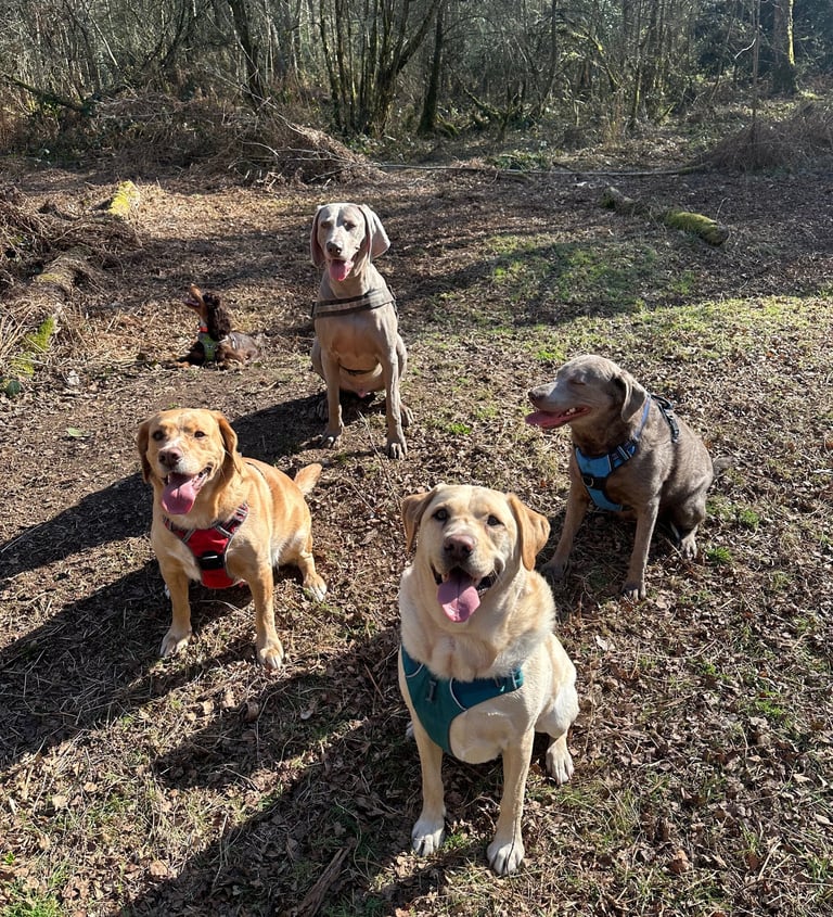 Four dogs sitting posing for a photo during their walk