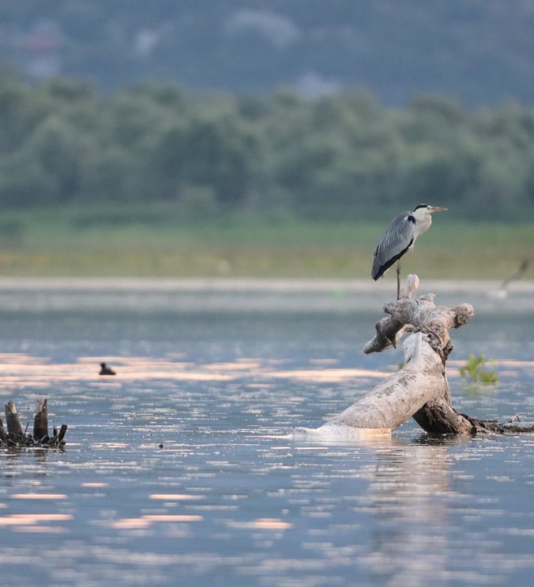A gray heron perches on a weathered driftwood log in a calm lake during a misty sunrise.
