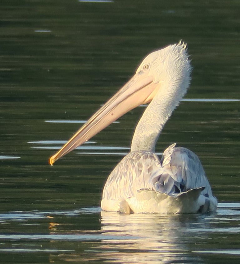 A white pelican swimming on a calm lake during golden hour with its long beak visible.