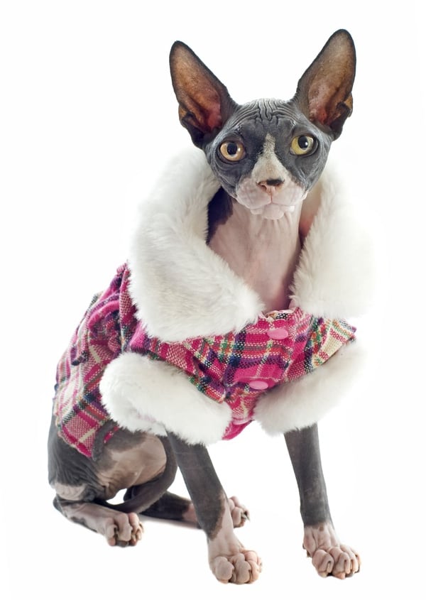 Un gato sin pelo que lleva un abrigo de invierno a cuadros rosa con ribete de piel sintética 