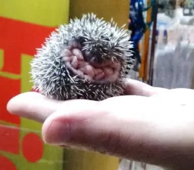 erizos