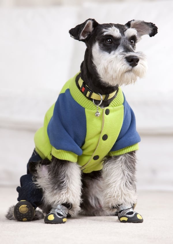 perro schnauzer color blanco con negro usando abrigo de color verde y azul