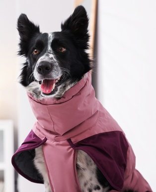Border Collie blanco y negro usand un abrigo impermeable color rosa y morado
