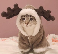 Lindo gato tabby usando un afelpado disfraz de reno con cuernos