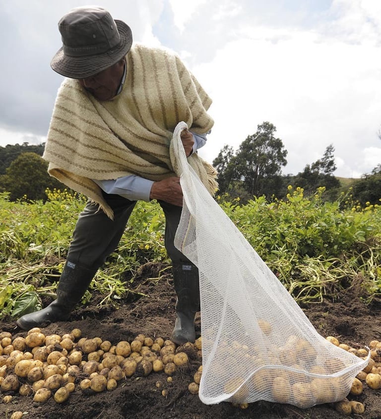 Campesino recolectando su cosecha