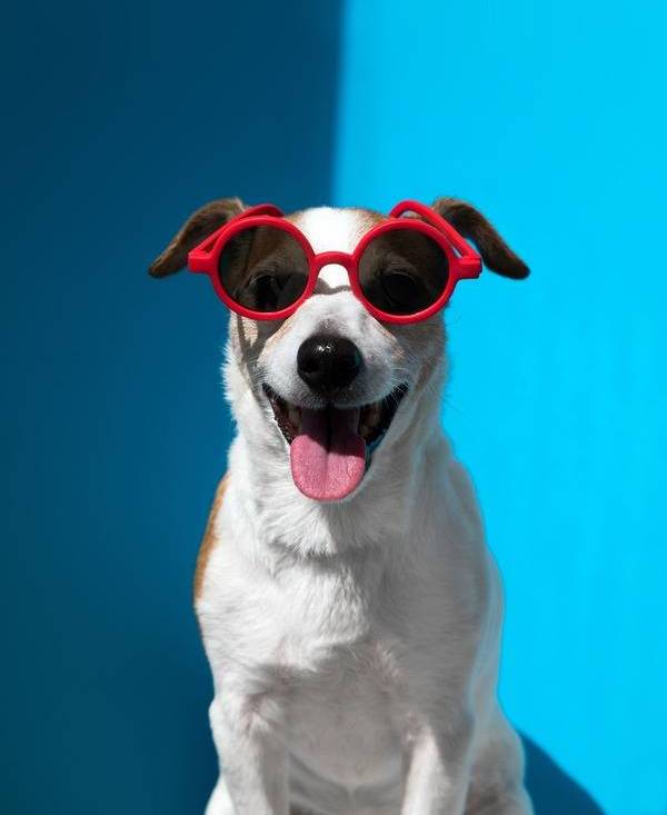 Un alegre perro Jack Russell Terrier con gafas de sol redondas rojas sobre un fondo azul brillante.