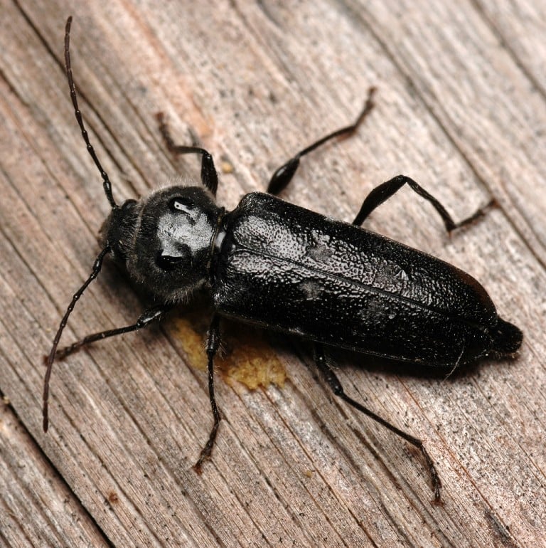 les insectes du bois 