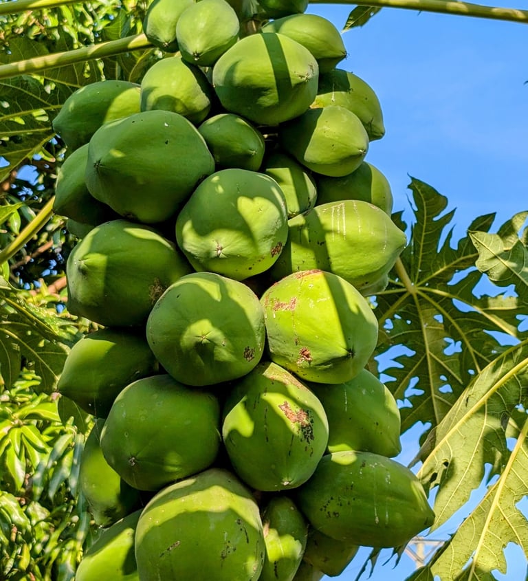 a papaya tree with a bunch of papayas on the AAK farm