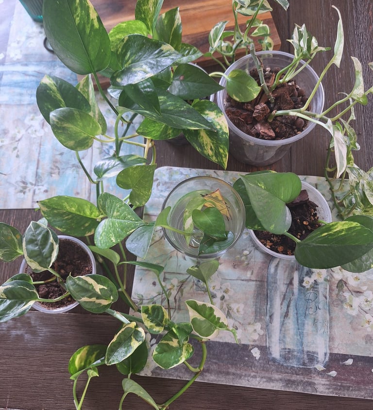 Trailing pothos growing indoors as part of a houseplant collection.