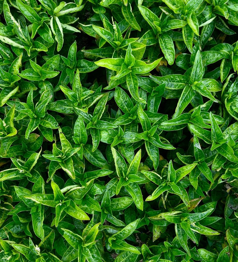 indigo plante tinctoriale