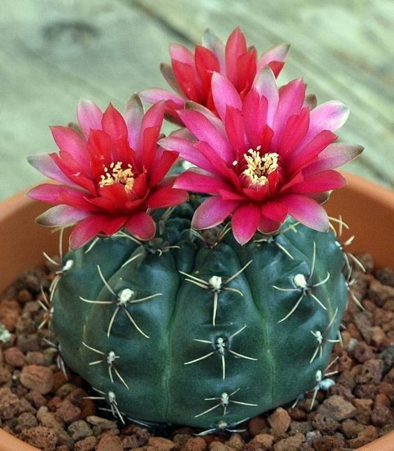 A flowering Spider Cactus in a pod