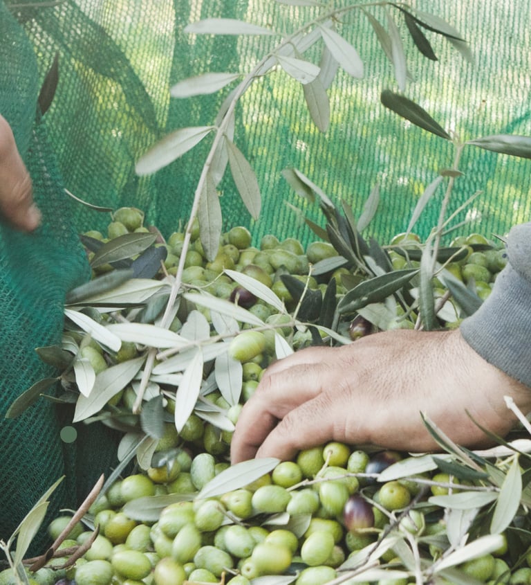 a person picking olives from a tree
