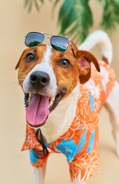 Un feliz Jack Russell Terrier con una camisa hawaiana tropical y gafas de sol en la cabeza.