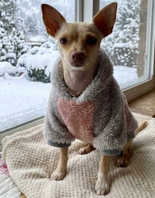 perro chihuahua con suéter personalizado