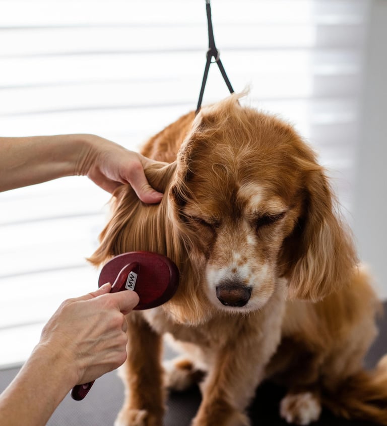 dog sitting, vétérinaire, toiletteur, dog walking