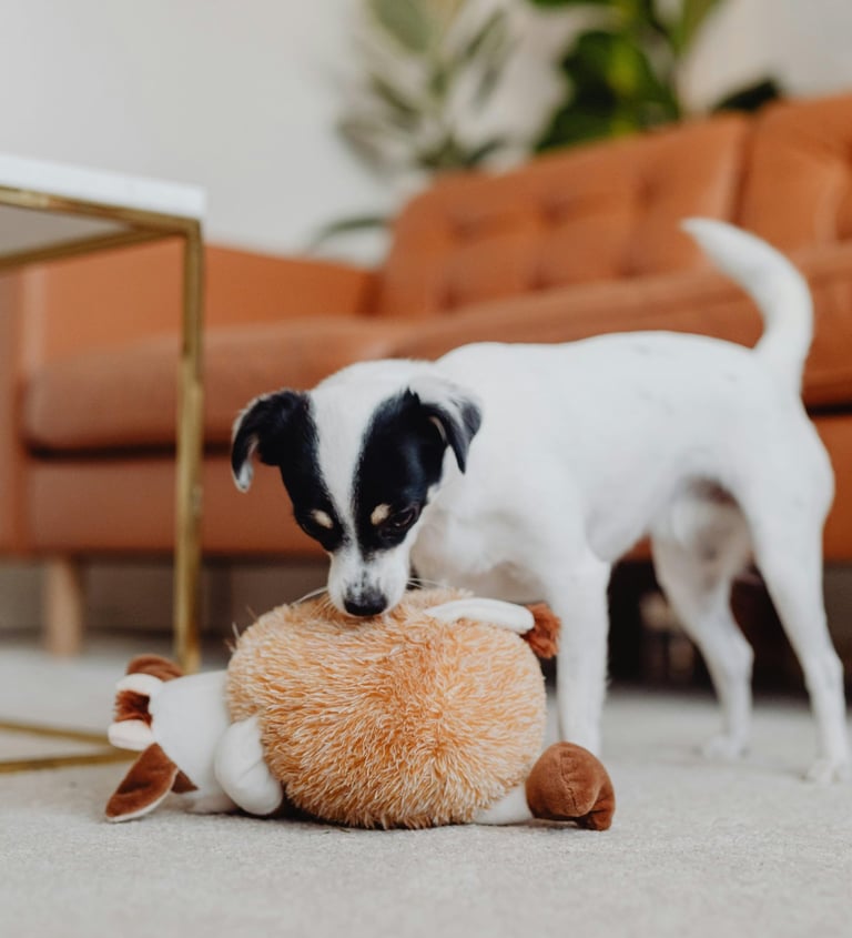 Dog sitting, livraison jouets, croquettes, dog walking