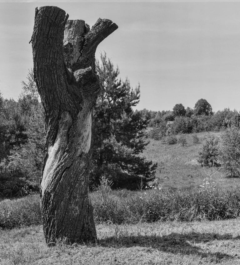 A monochrome image of a solitary tree standing in an open field