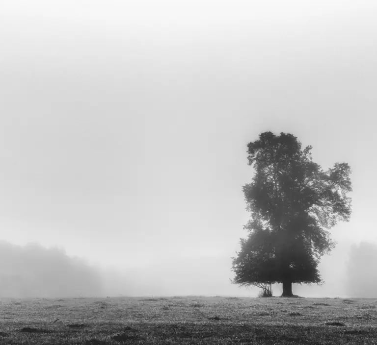 A solitary tree stands amidst the mist in a captivating black and white photograph