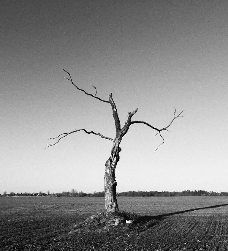 A monochrome image of a lifeless tree standing alone in an open field