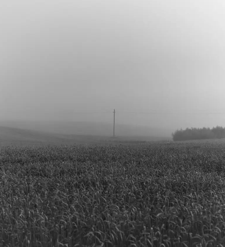 A misty field captured in a black and white photograph