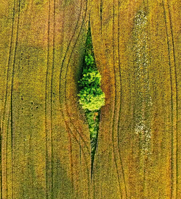Aerial view of a tree in a field captured by a drone