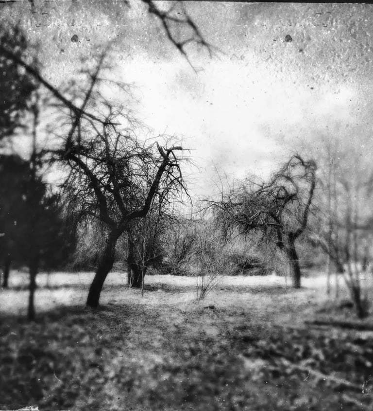 A tintype filter adds a vintage touch to this garden