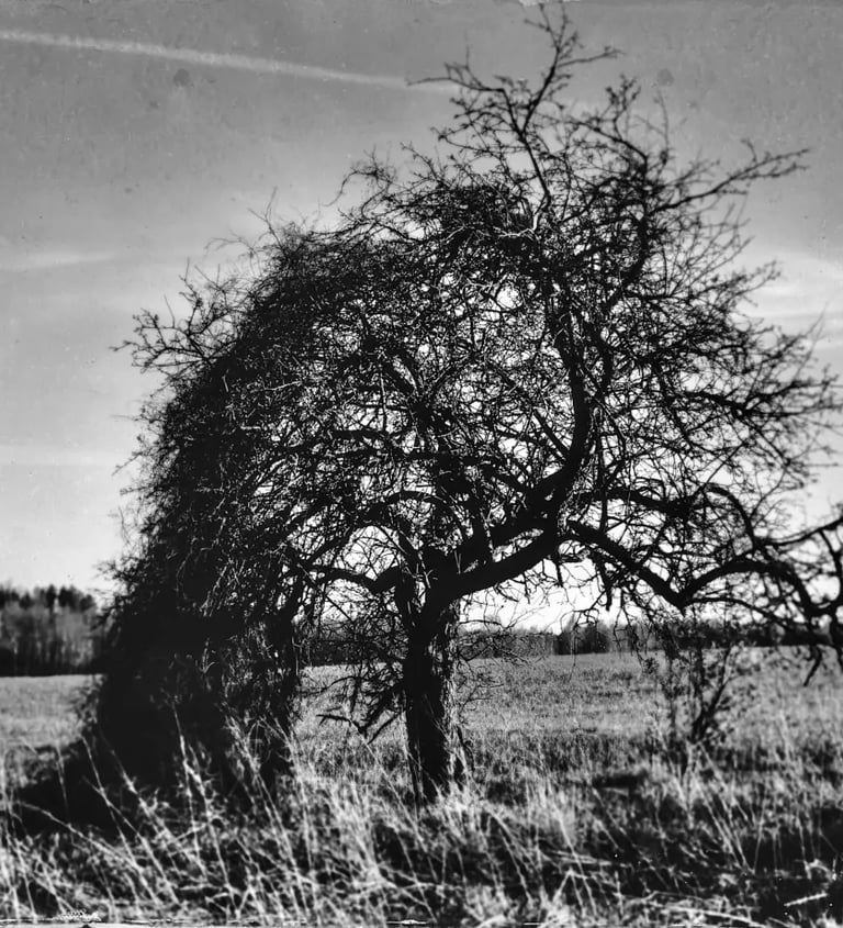 Vintage landscape photo of a tree in a field, with a tintype filter