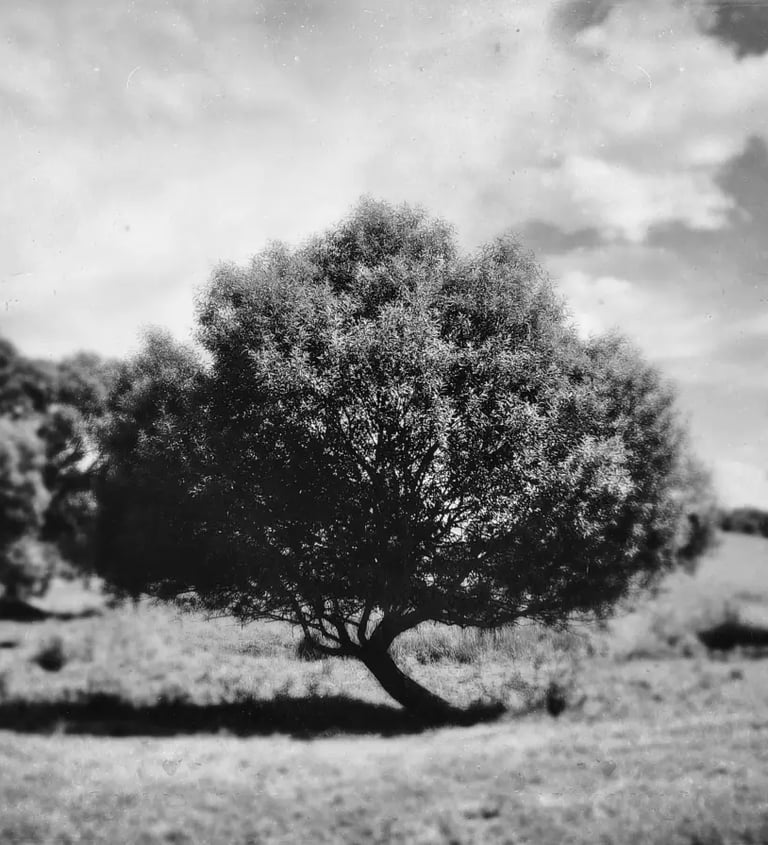 A monochrome image of a tree standing alone in a field, enhanced with a tintype filter
