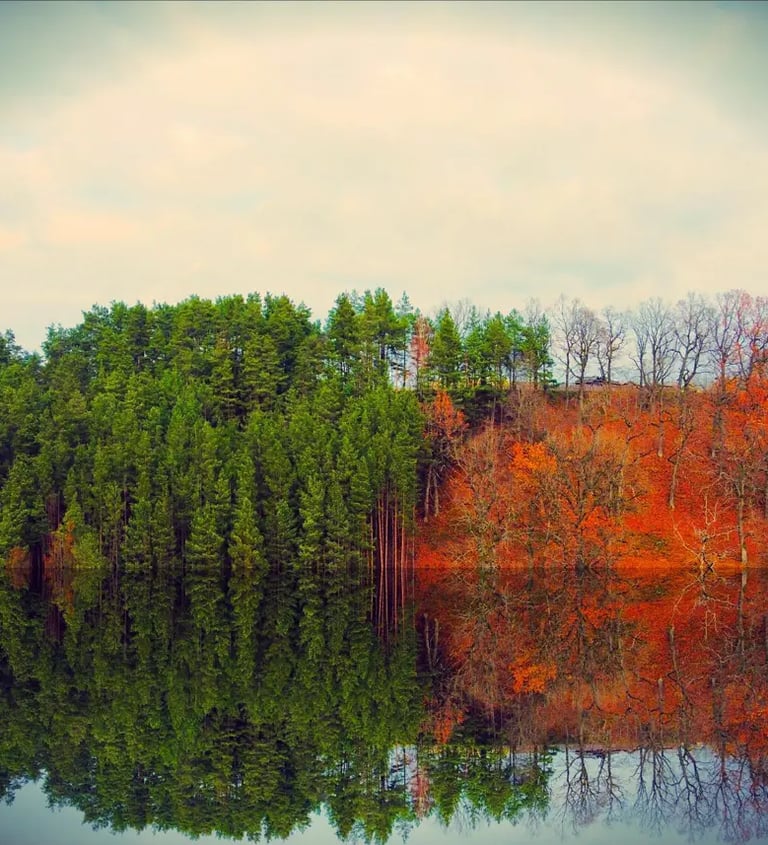A serene lake surrounded by lush trees