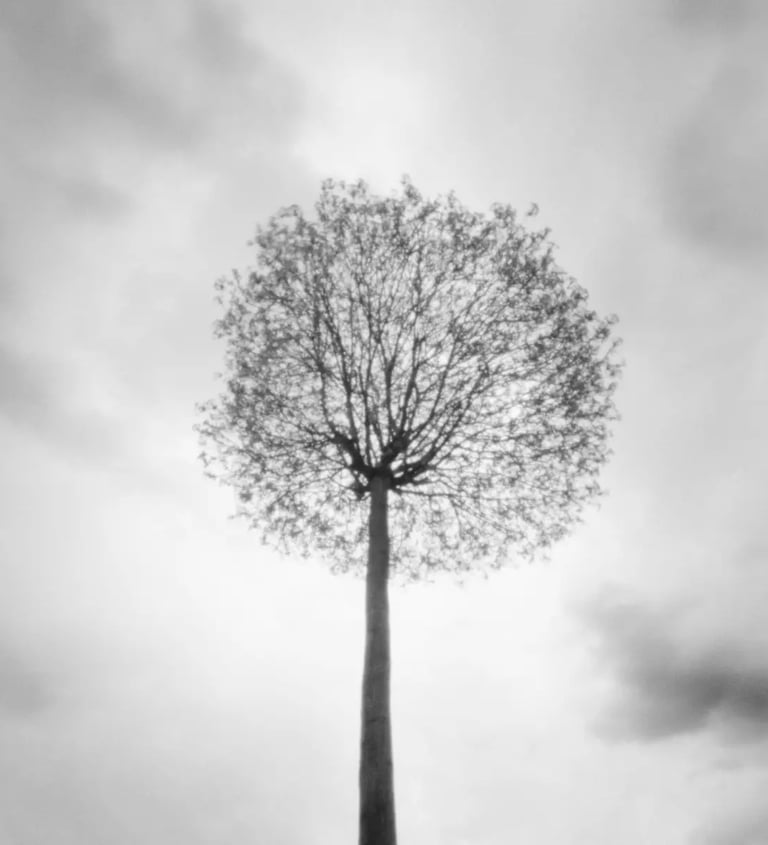 A black and white photograph of a tree standing alone