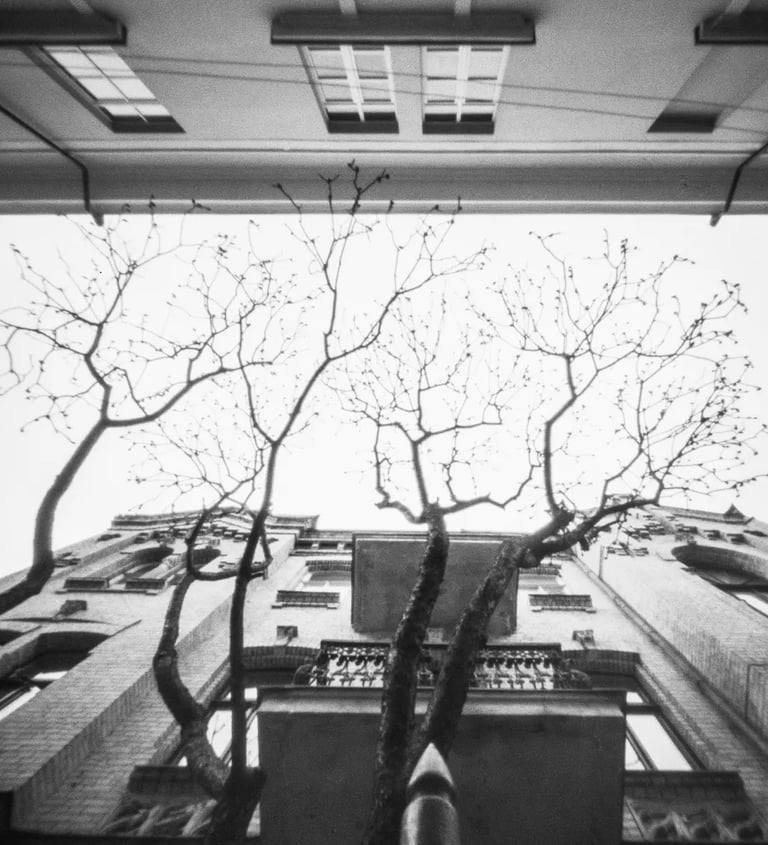 Building backdrop for striking tree