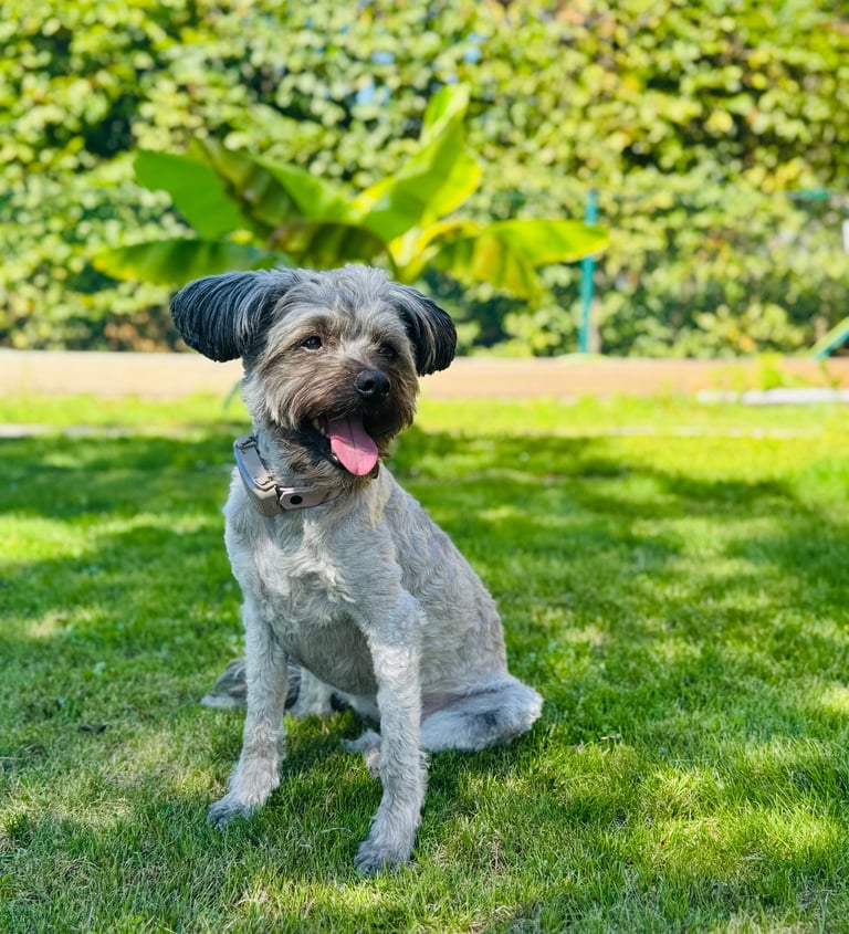 Pudel-Mix Paula sitzt auf einer sonnigen Wiese und hechelt.