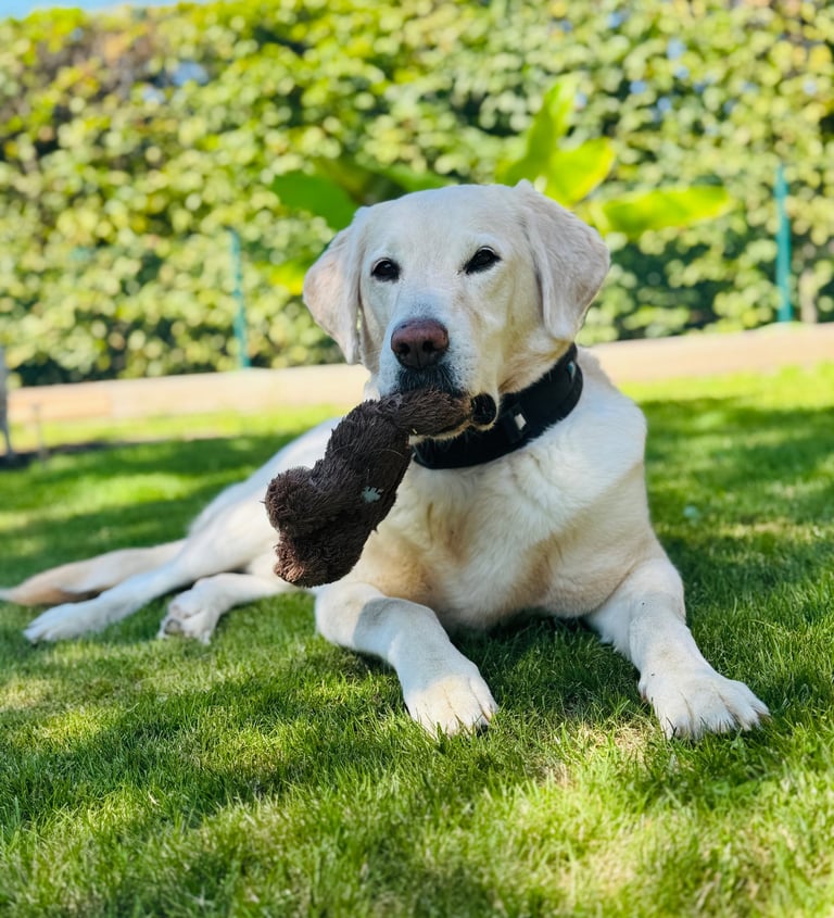 Labrador Pelle liegt mit einem Teddy im Maul auf einer sonnigen Wiese