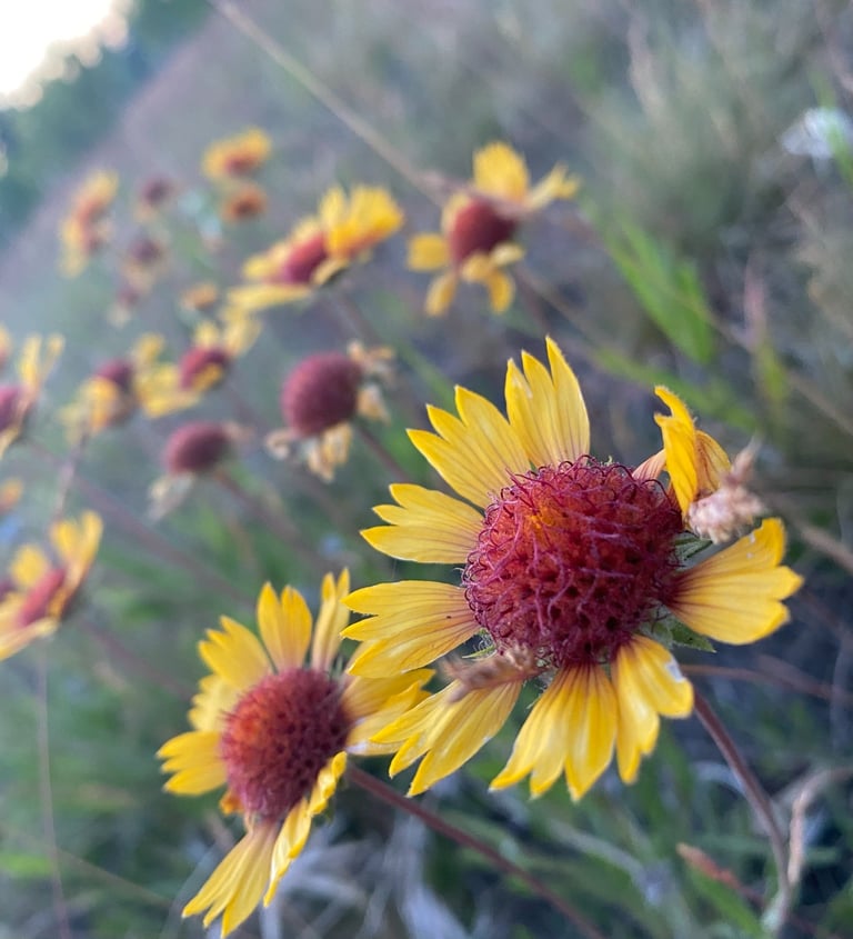 Close-up of vibrant yellow wildflowers with red centers blooming in a grassy field.