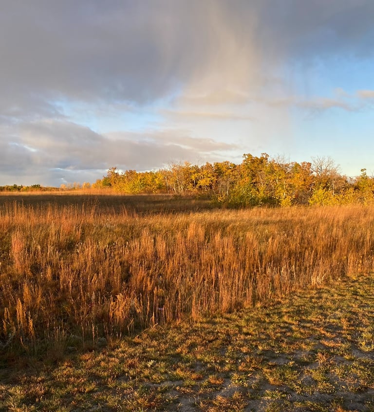Golden autumn prairie landscape with tall dry grass and yellow trees under a sunset sky.