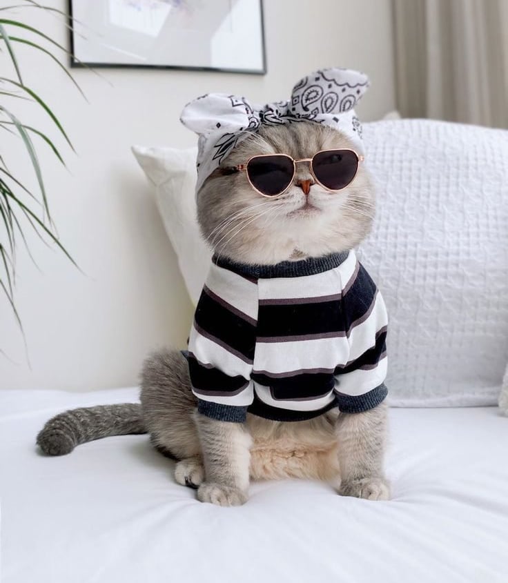 foto de un gatito con diadema, lentes y sueter de rallas negro con blanco