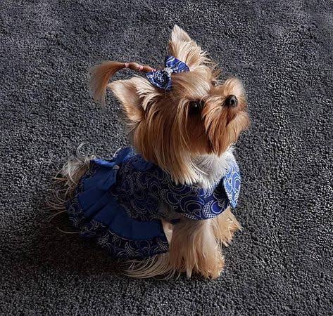 foto de una yorkie con ropa azul y un moño en el peinado
