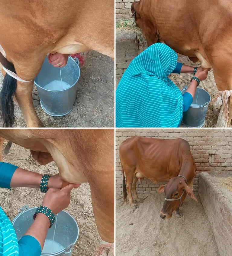 A woman in a blue shawl milking a brown dairy cow by hand into a metal bucket on a rural farm.