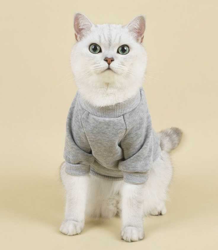 Gato blanco de ojos azules de frente vistiendo un suéter gris .