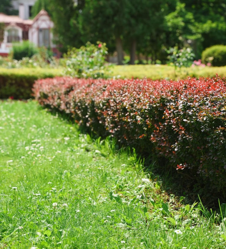 A row of small bushes bordering the edge of a neatly kept lawn in a garden in Trud, Plovdiv.