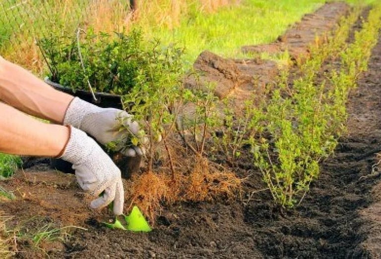 A neat row of young shrubs being planted along a fence line to create natural privacy in a garden.