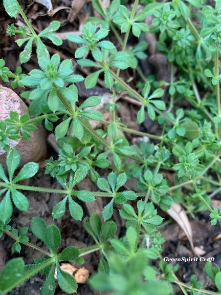 Cleavers plant growing out of the soil, over some small gray stones