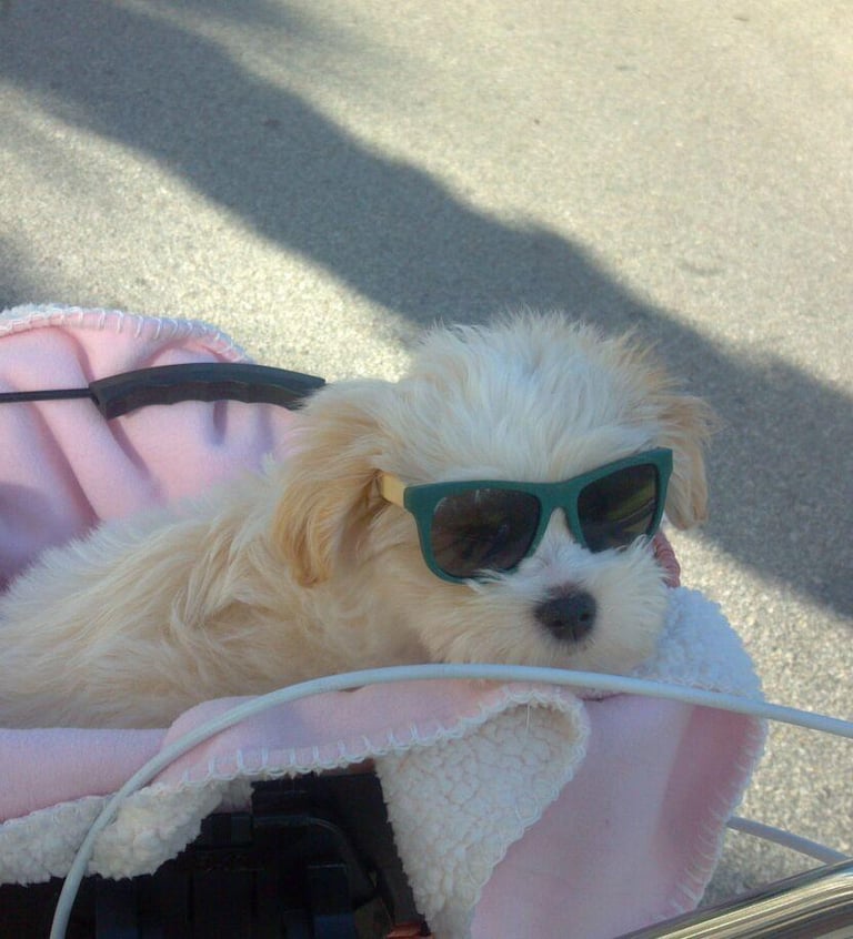 One of our Adopted puppies being pushed in a stroller wearing sunglasses