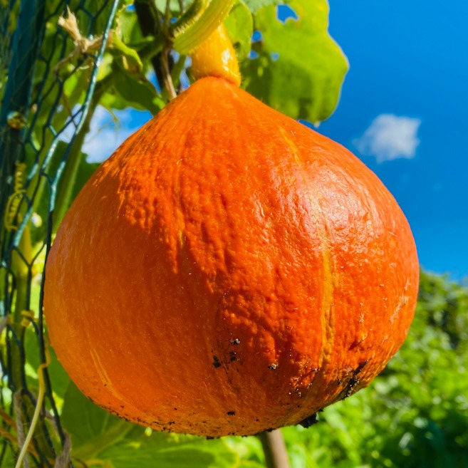 UCHIKI KURI WINTER SQUASH | Sweet, nutty and perfect for roasting and storage.