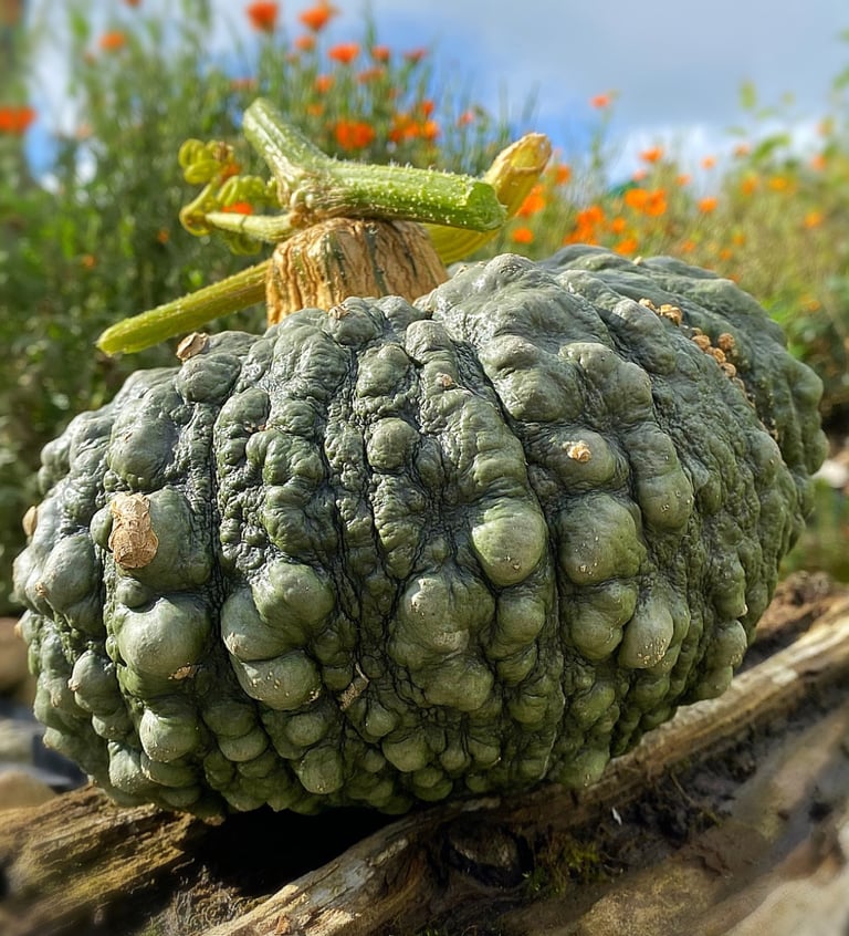 MARINA DI CHIOGIIA | Italian Heirloom Squash