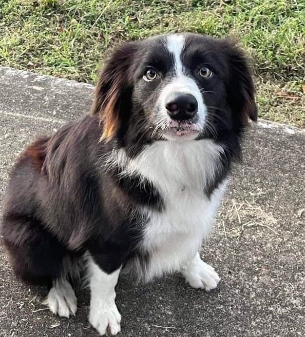 black and white border collie puppies 