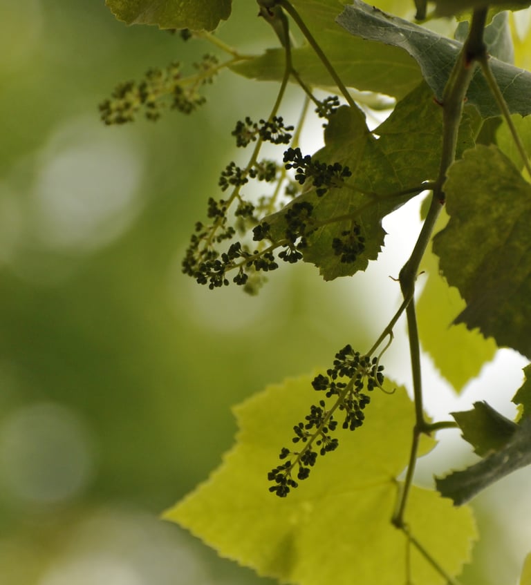 bach flower therapy vine